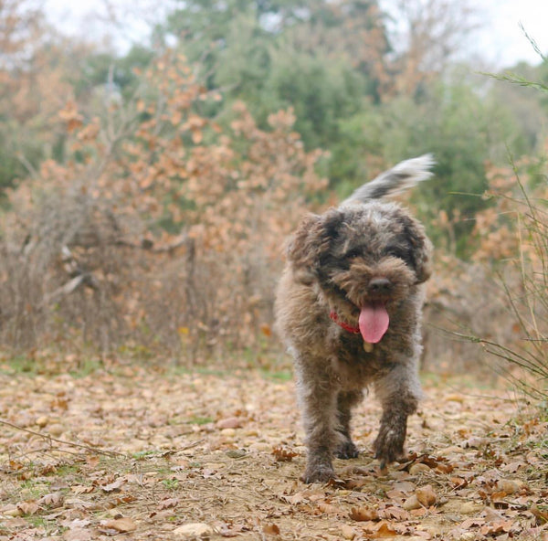 Meet DeeDee, our family truffle dog
