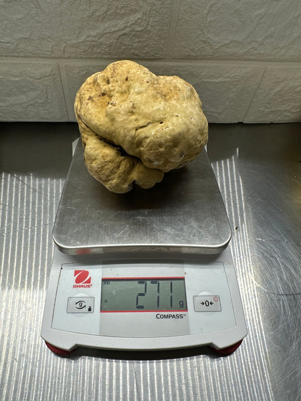 9.5 OZ FRESH WHITE ITALIAN TRUFFLE - NORMALLY RESERVED FOR AUCTION