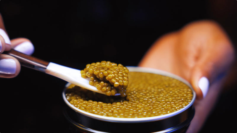 Nefertiti Caviar (Golden Kaluga Hybrid)