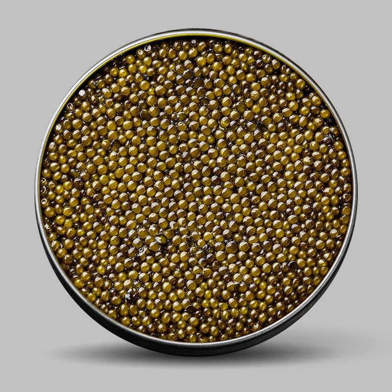 Nefertiti Caviar (Golden Kaluga Hybrid)